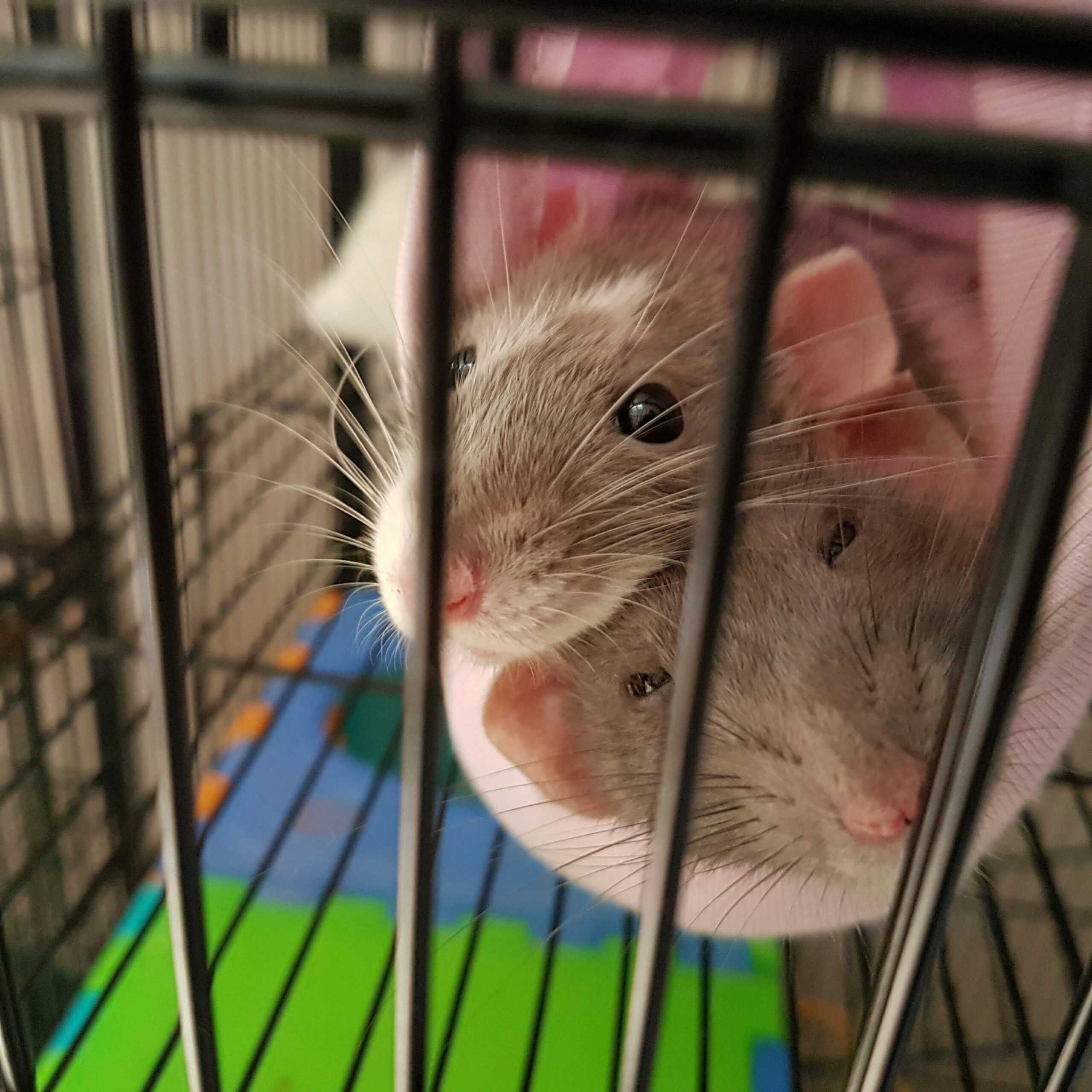 The Great Hanoi Rat Hunt and the Unintended Consequences of Internal ...